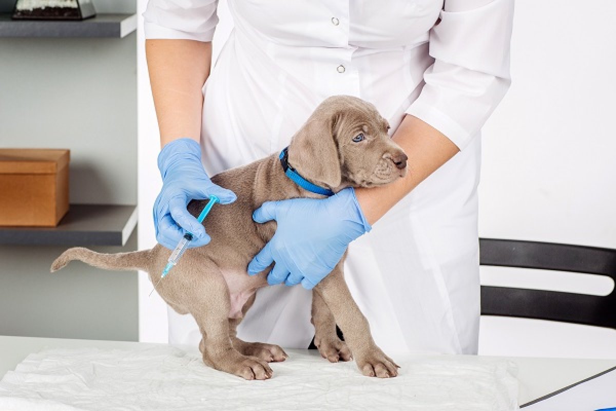 Imaxio signe un accord pour le développement d'un vaccin en santé animale