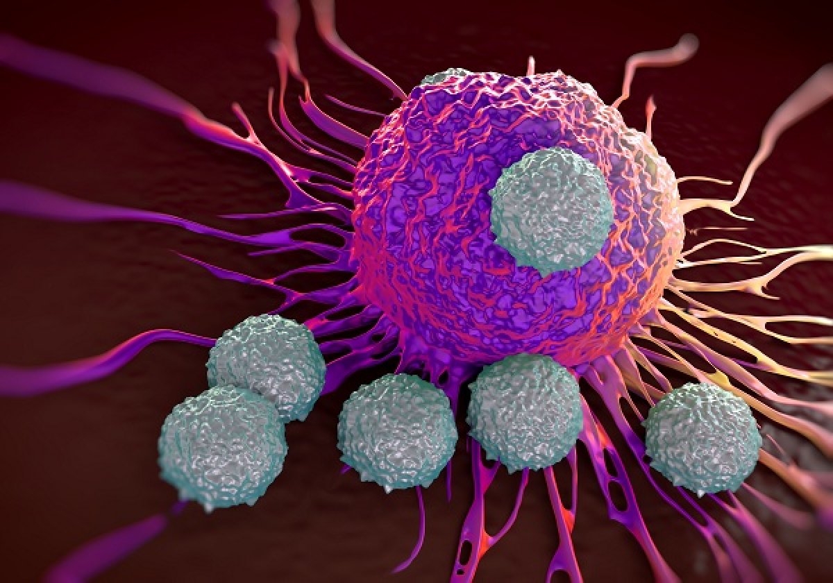 L'Interleukine-7 combinée avec un vaccin viral augmente l'immunité anti-tumorale